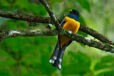 SURUCUÀ DOURADO (Trogon chrysochloros)